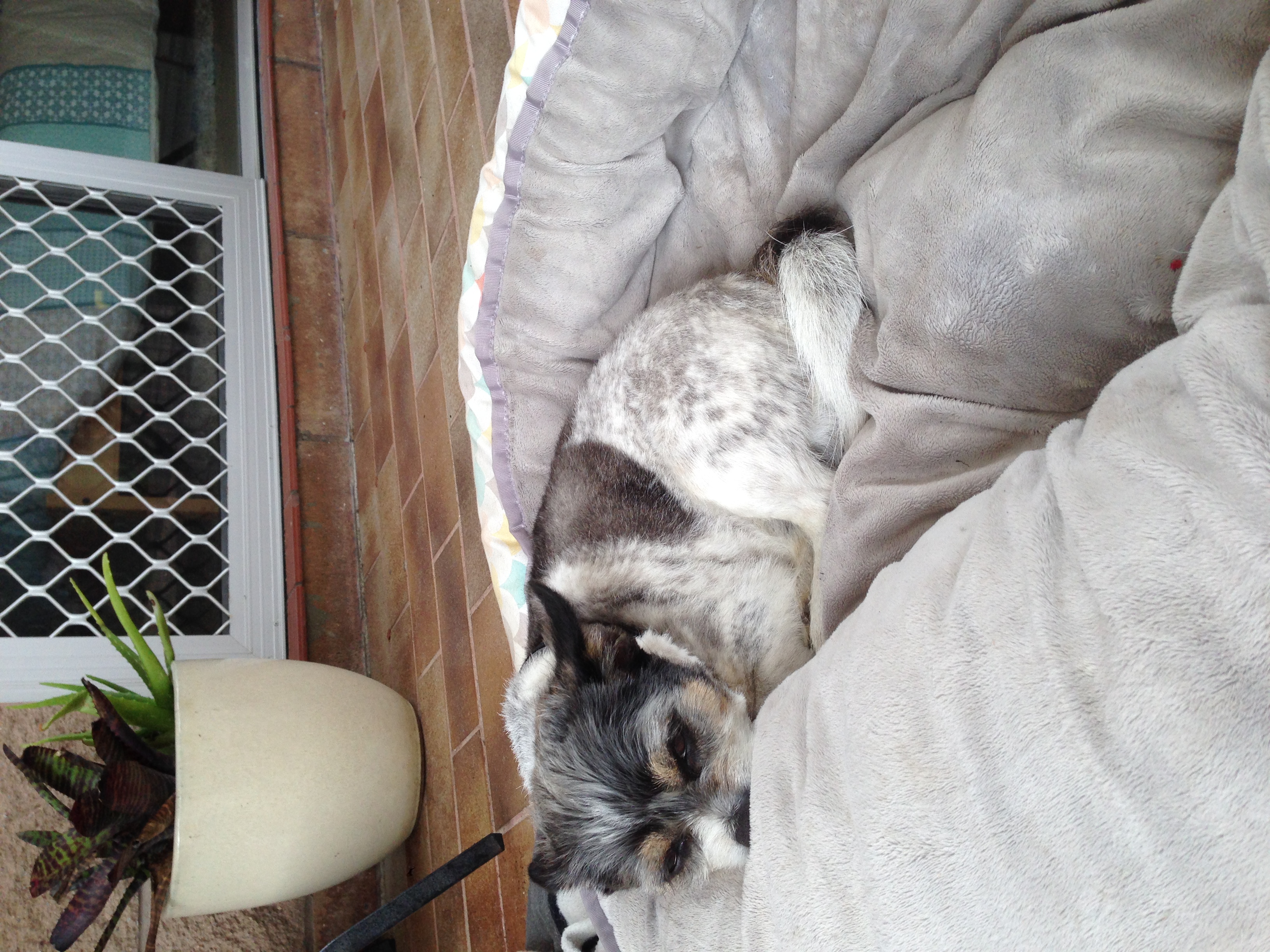 Jacko