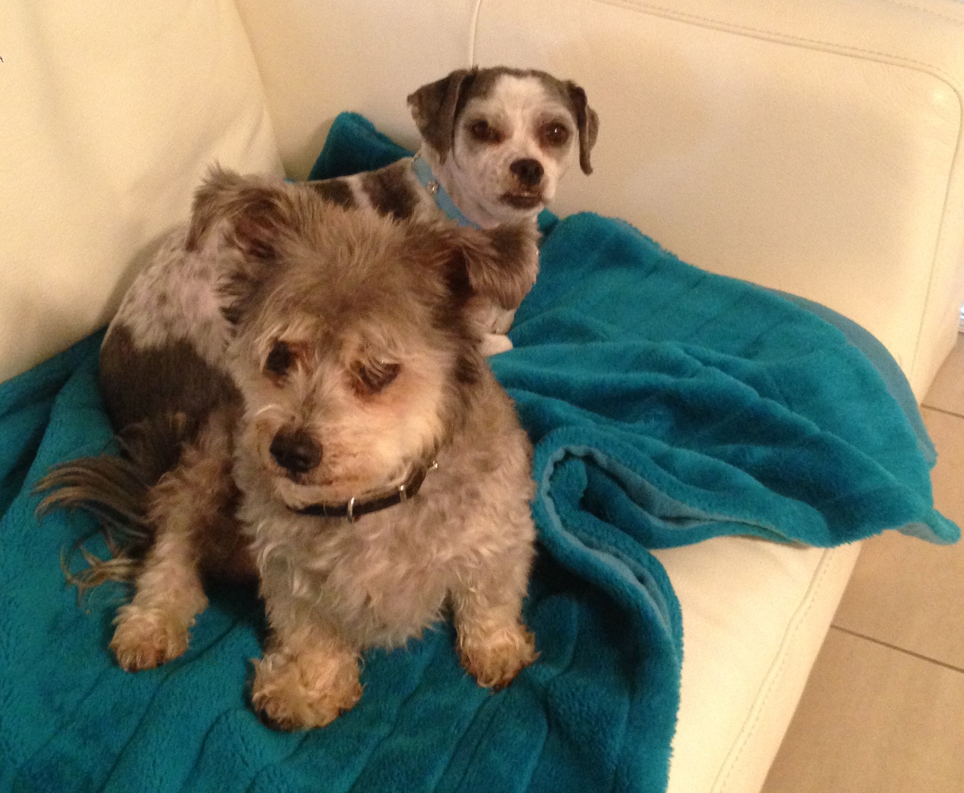 Missy and Dotty