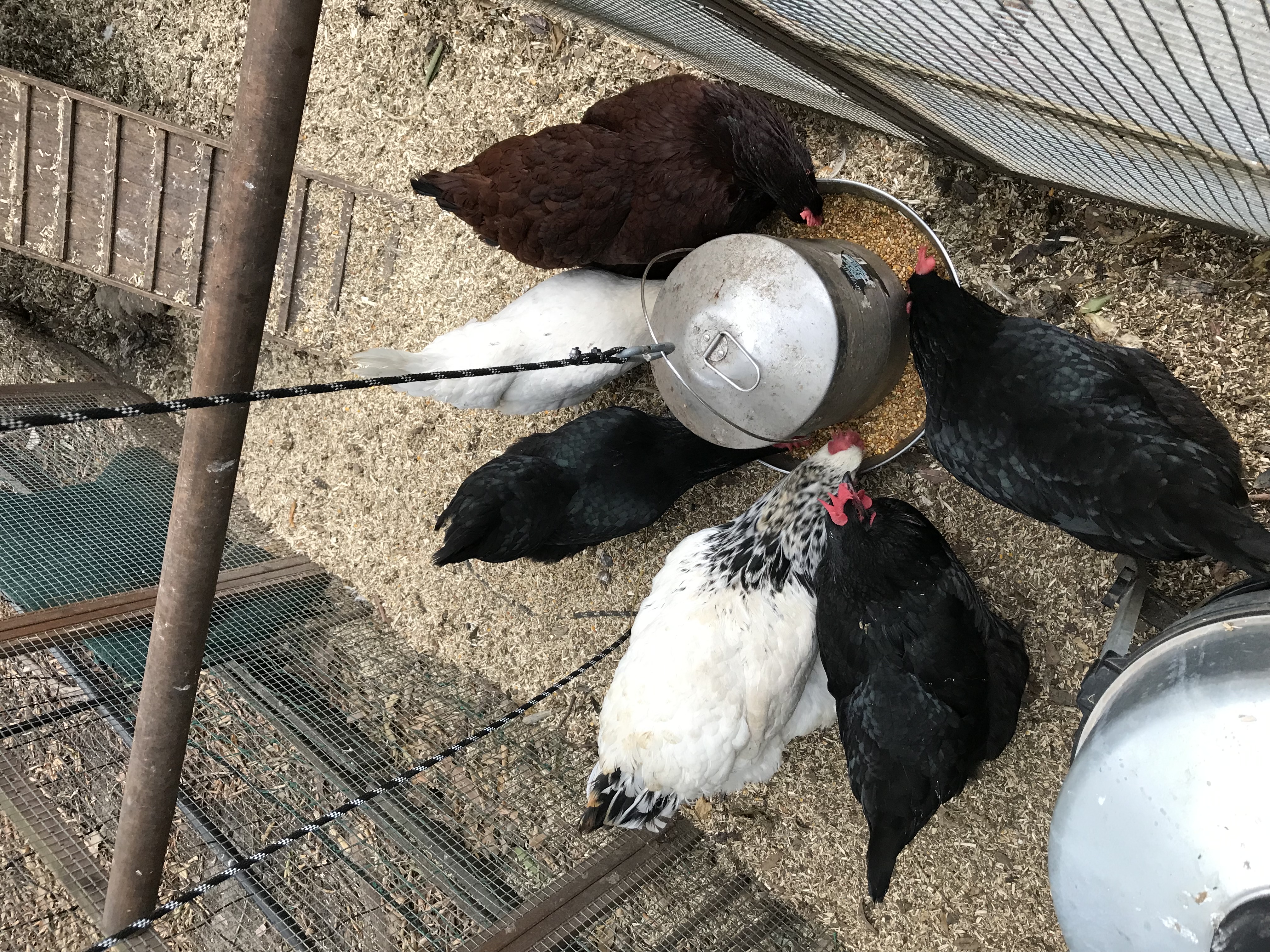 Chookies