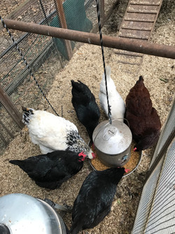 Chookies