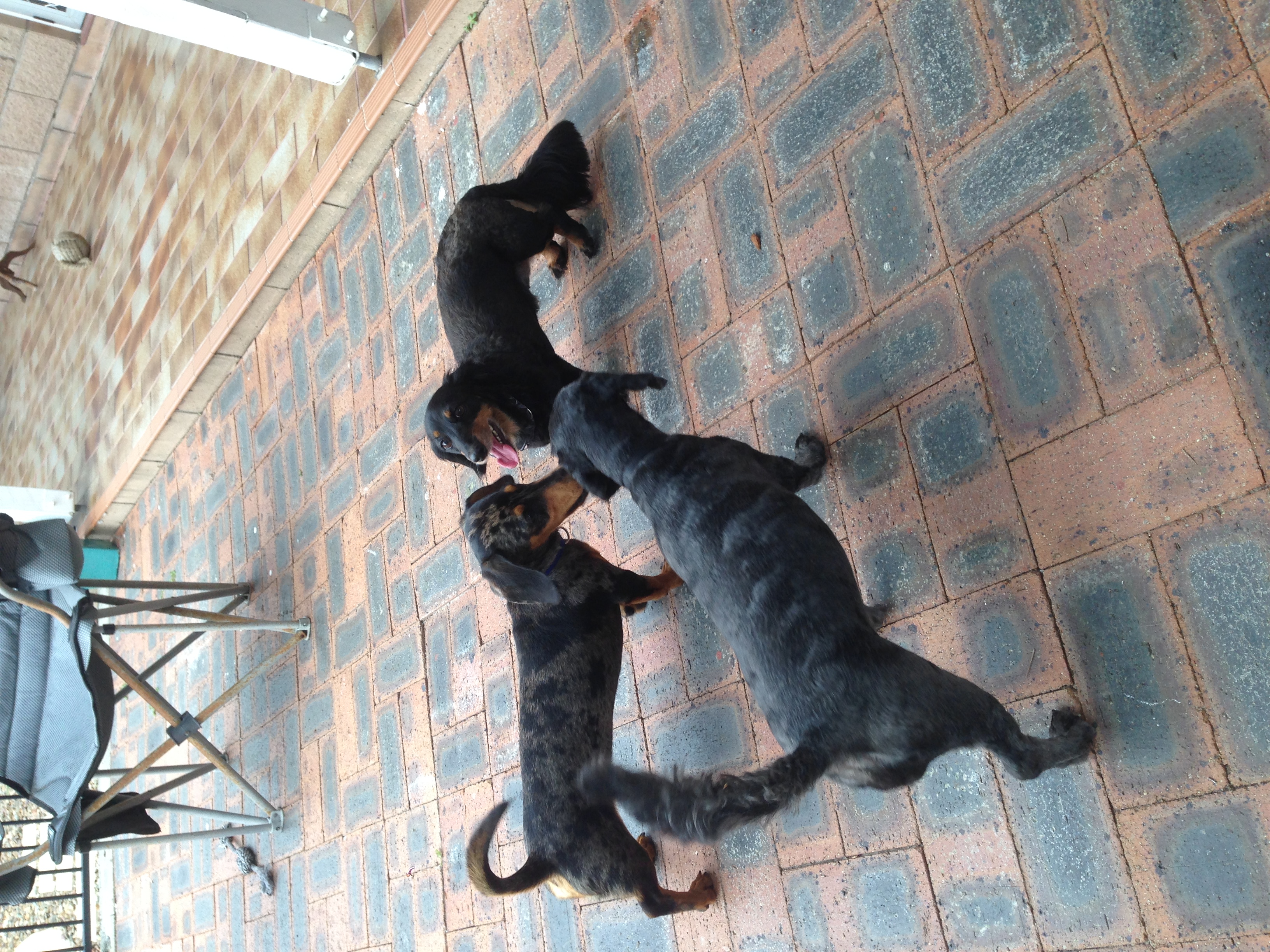 Saidi, Jess and Noodle