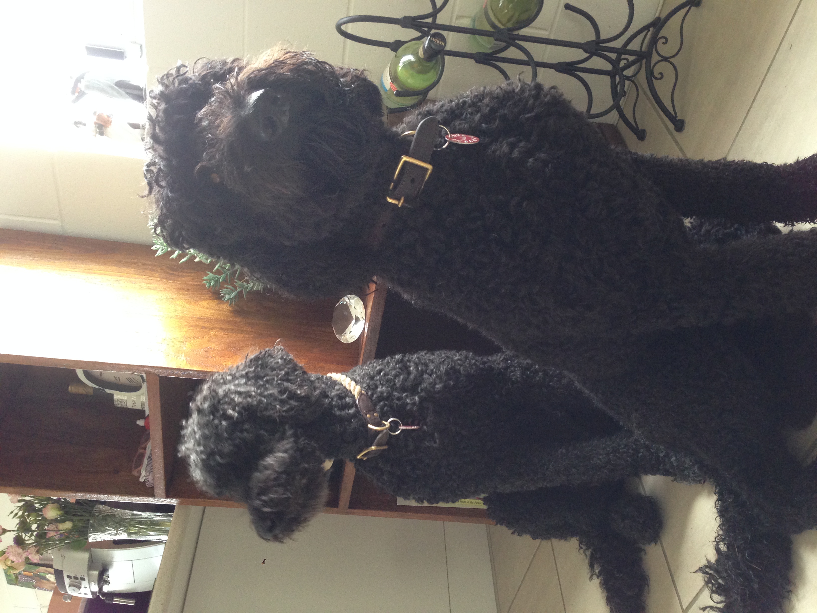 Zozo and Lola