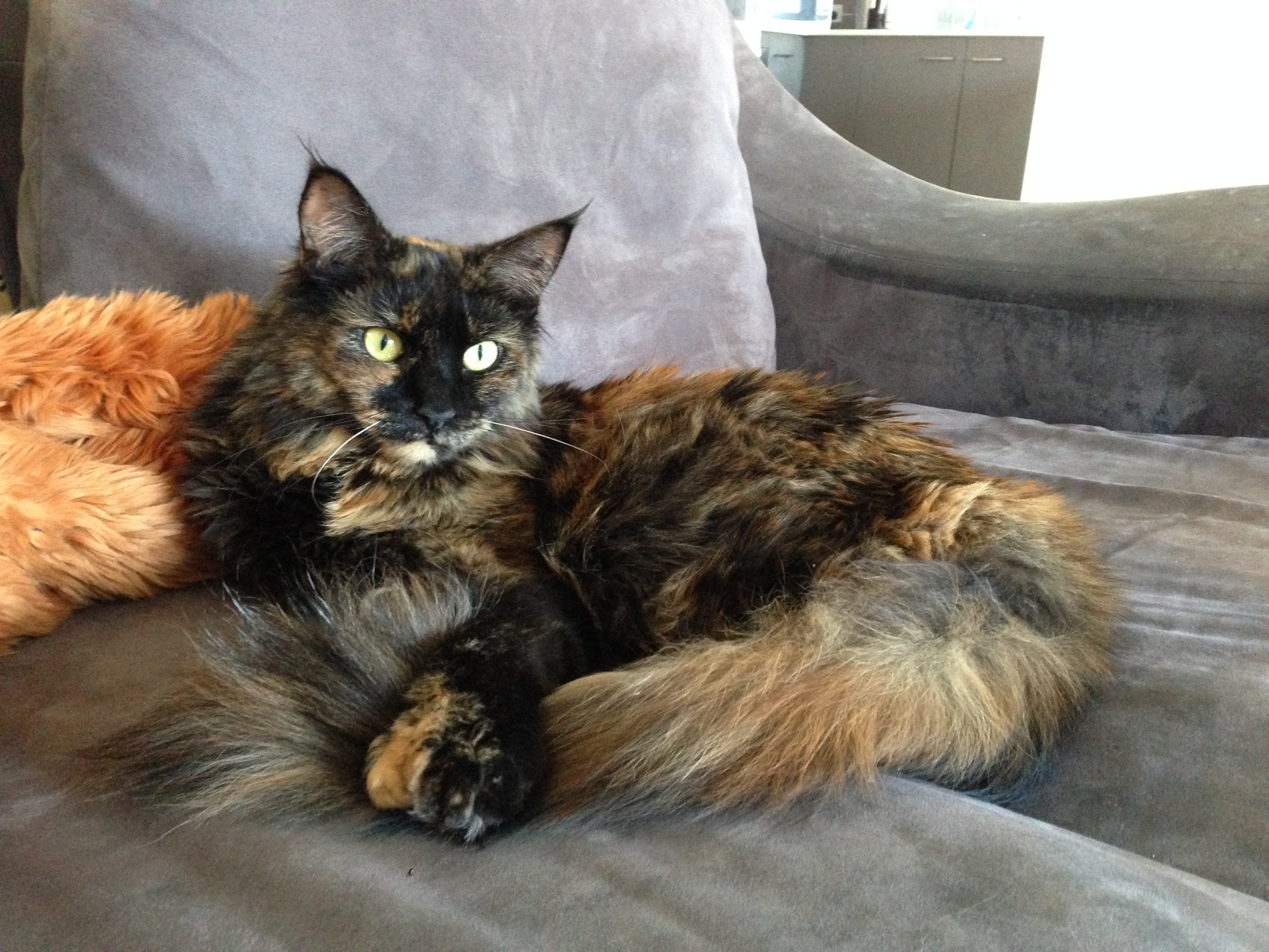 Luxurious Luna