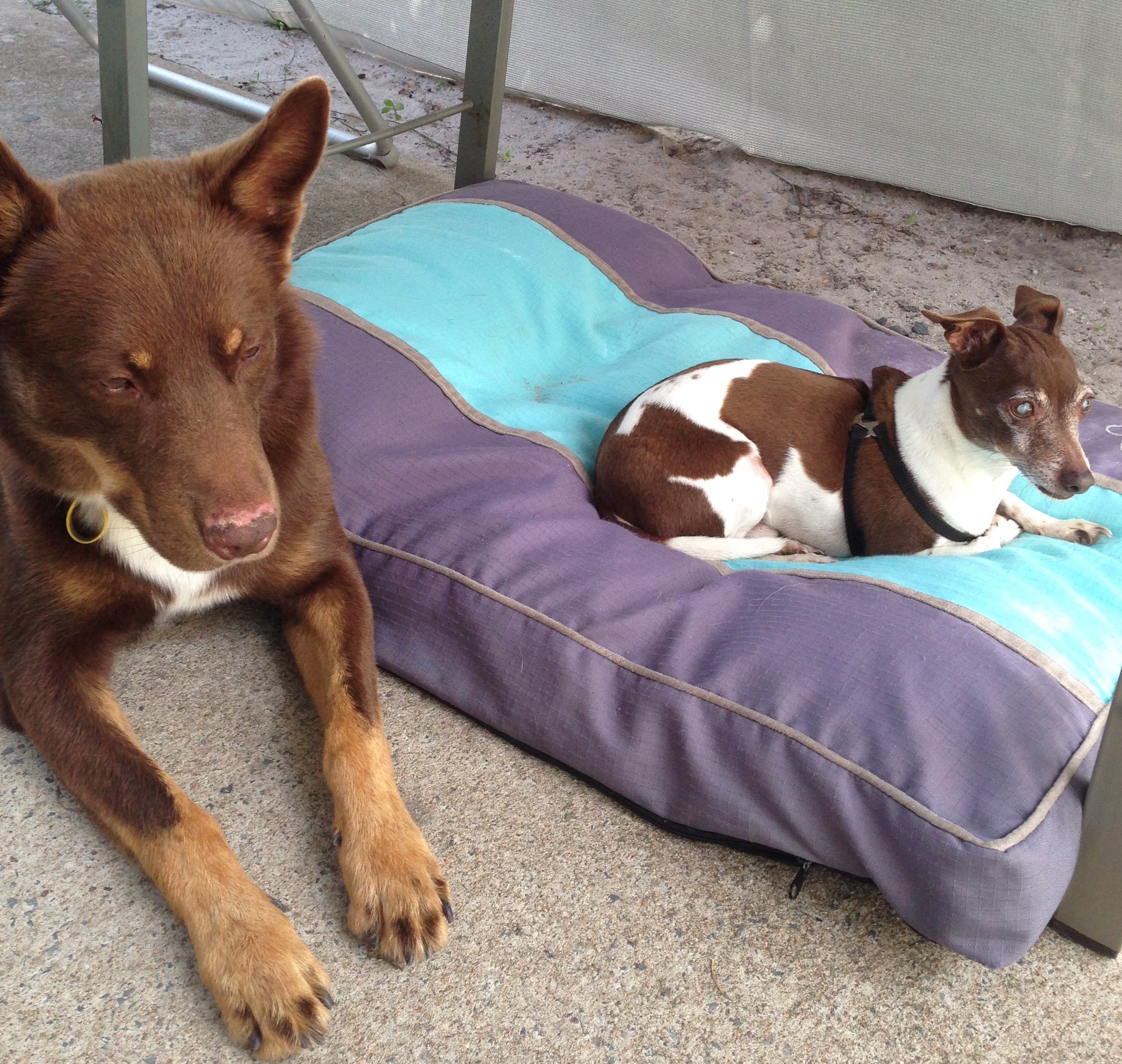 Jack and Buddy
