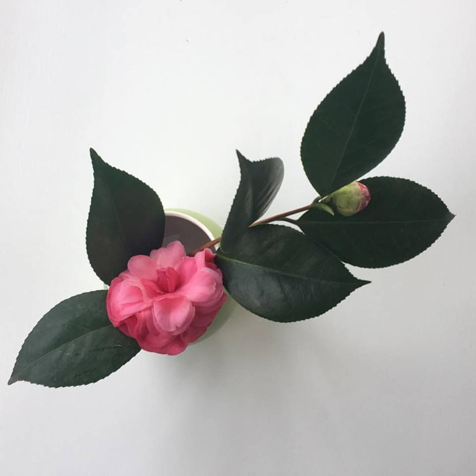 Chabana with Camellia