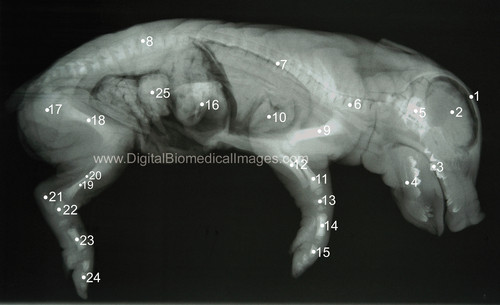 Fetal Pig Skeletal (FSK_001) | digital-med-images