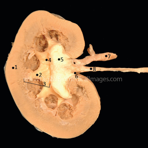 SUR_004 Bio Medical Images