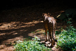 Emma - Zoo-56