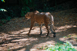 Emma - Zoo-52