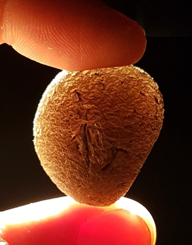 Thumbnail: Saffordite A++ 15,4g