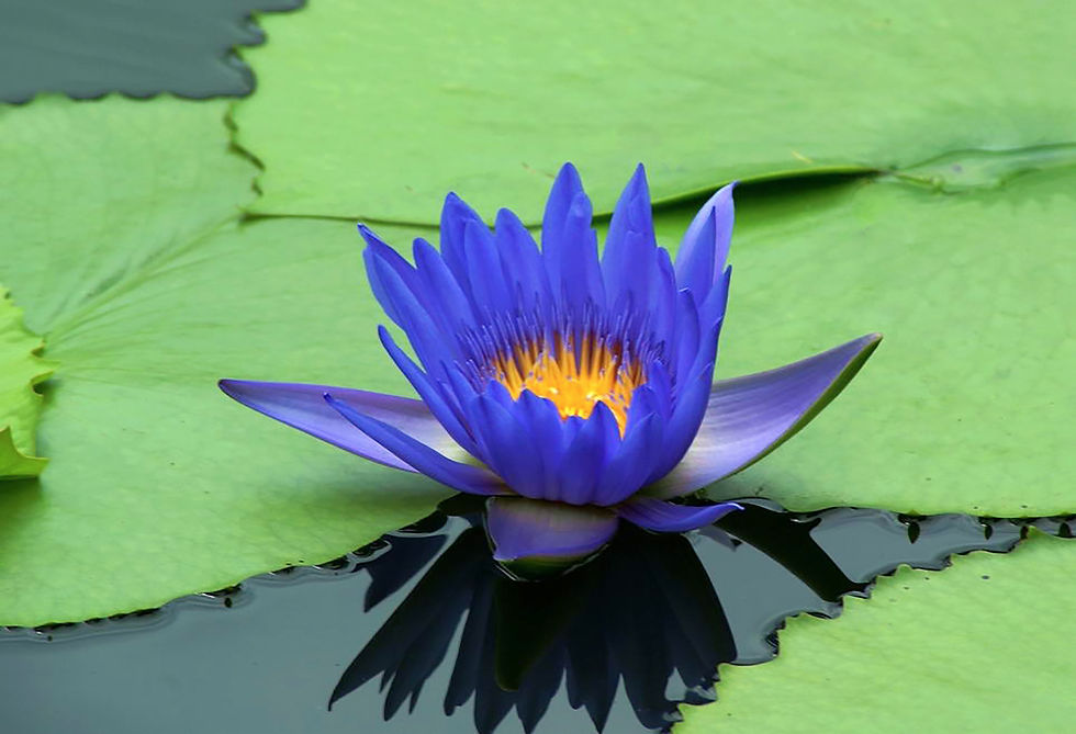 Thumbnail: Blue Lotus Absolute
