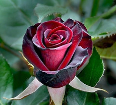 4c4d14cfe8e60a0e3d97c8ec8a5b8af4_edited.