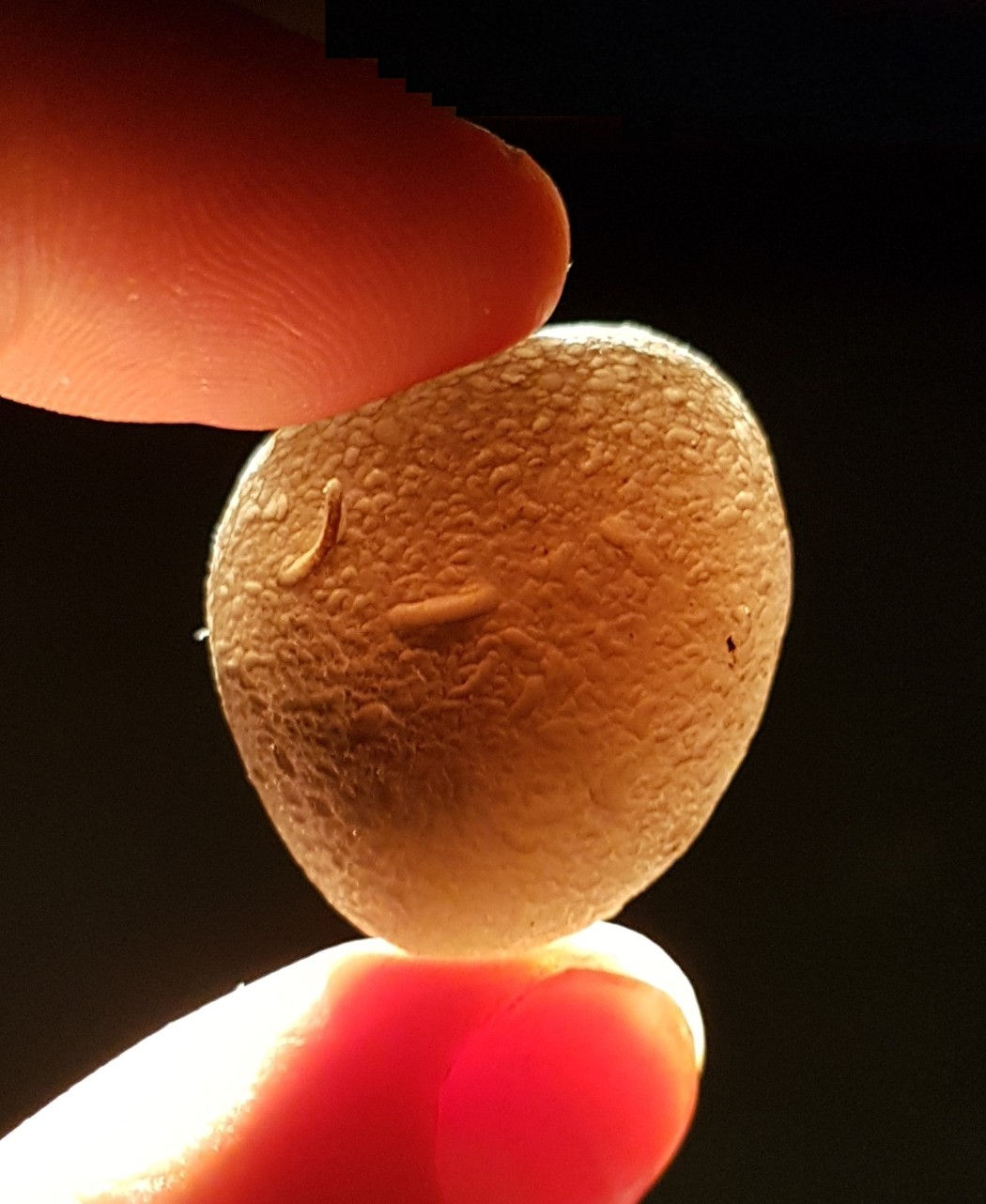 Saffordite A++ 12,6g