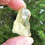 Thumbnail: Libyan Gold Tektite A+++ 9.8g