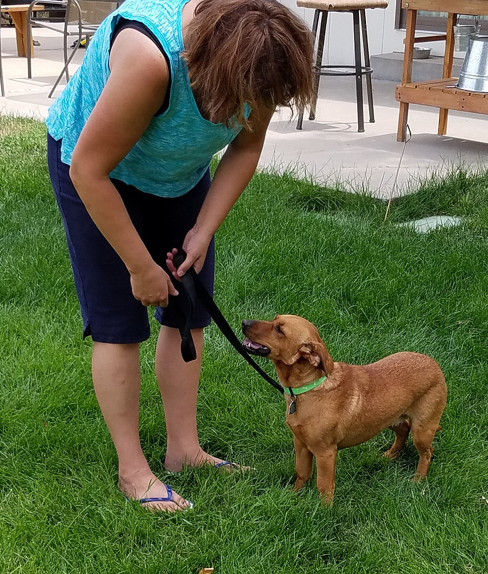 Dog Training in Northern CO, Front Range, &amp; Denver metro ...