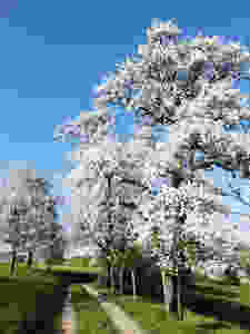 Baumblüte in Niederösterreich