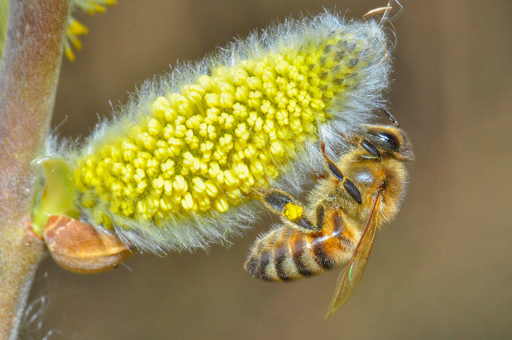 Fleissige Bienen als Symbol für Leistung als hoher Wert