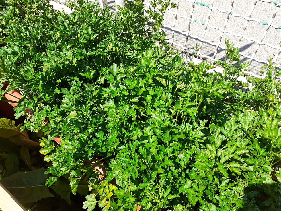 Che cos'è il Foraging? vieni a scoprirlo insieme a noi in Valsugana!