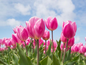 Ritorna la quinta edizione di "Tulipomania" al Parco Asburgico di Levico Terme