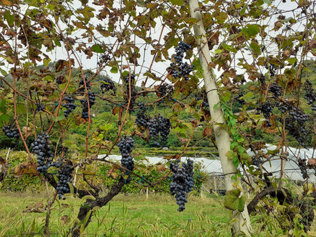 🍇 Scopri la magia della vendemmia in Trentino. Partecipa alla 67° edizione della Festa dell'Uva dal 20 al 22 settembre 2024 a Verla di Giovo, vicino a Trento. Non mancare! 💃🍇