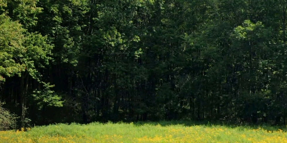 Mini open field that serves no purpose 