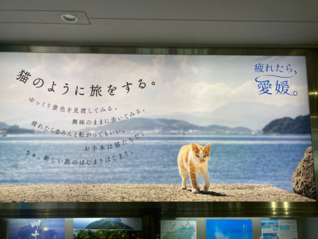 瀬戸内硝子体クラブ:松山(愛媛県)