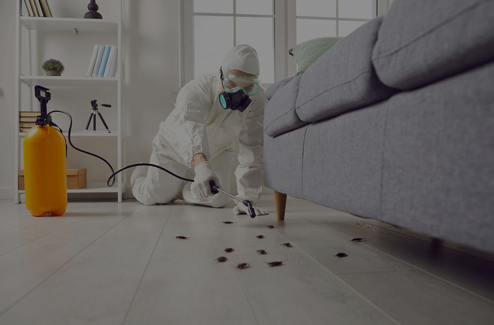 Cockroach Treatment