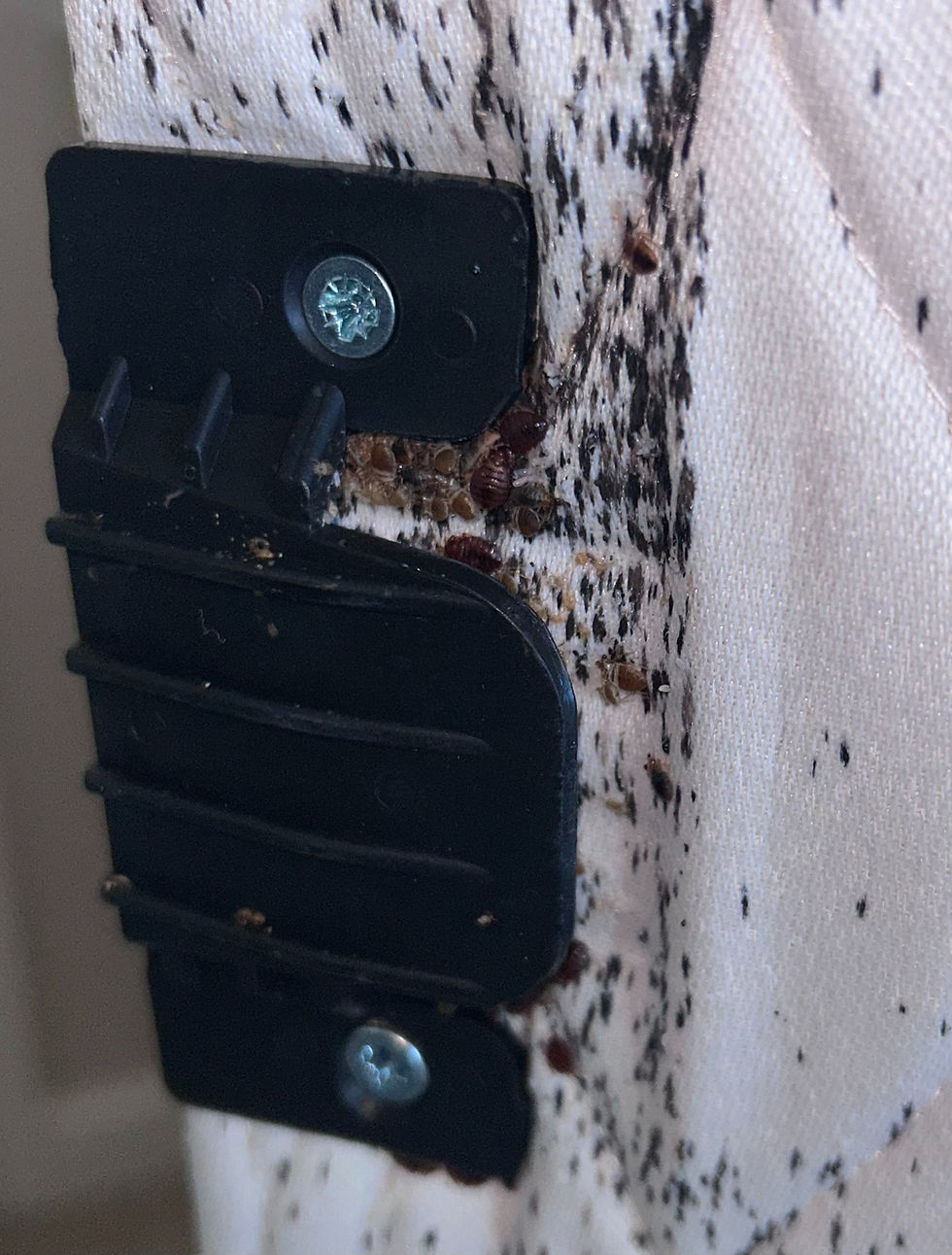 Bed Bugs