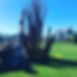 Replanting of large tree