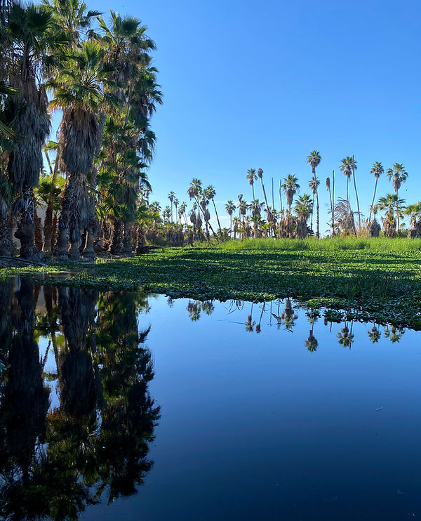 IMG_5635 - Flores carlos raul.JPG