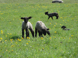 Schäfchen in Quilitz