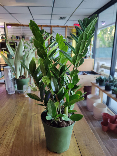 Zamioculcas Zamifolia