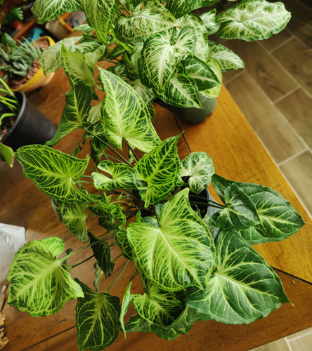 Syngonium Batik