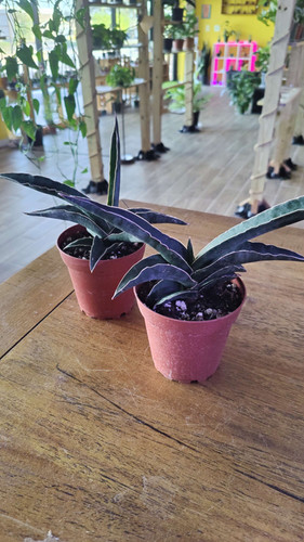 Sansevieria Samurai