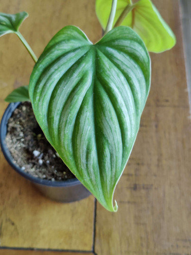 Philodendron Plowmanii