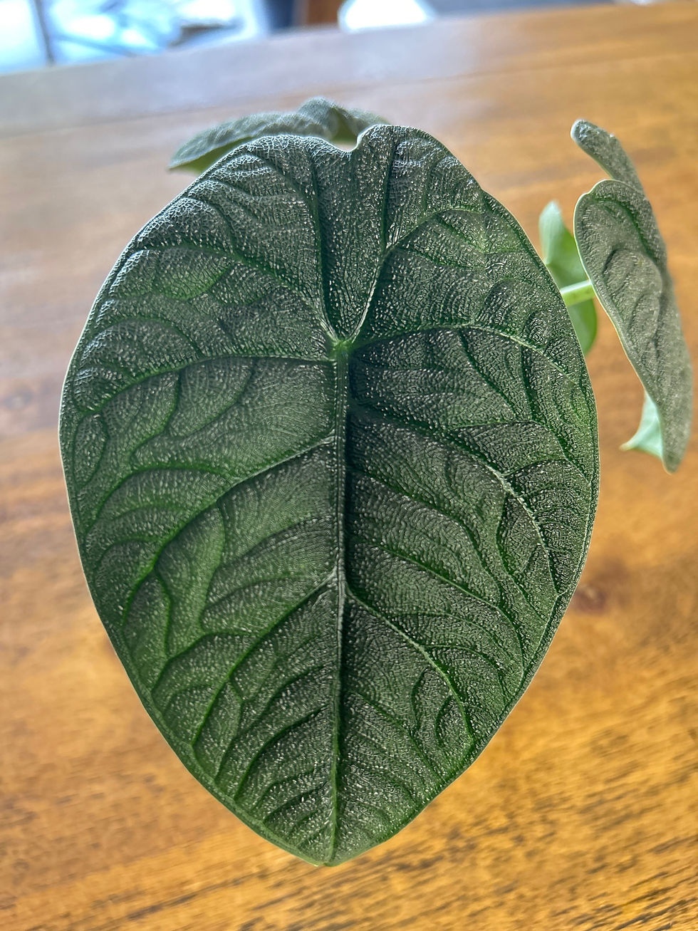 Thumbnail: Alocasia Melo