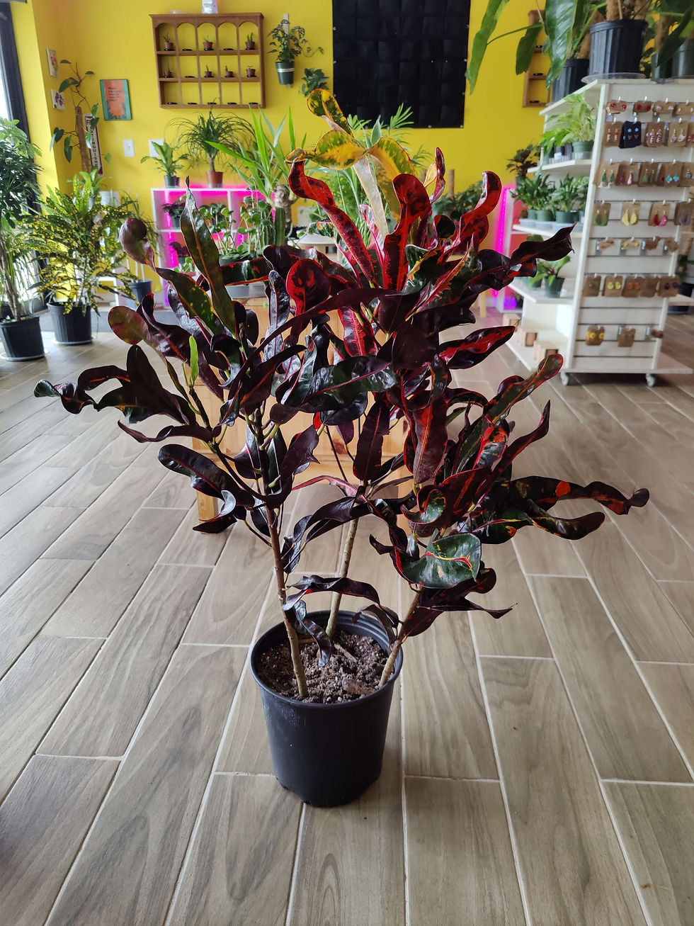 Thumbnail: Croton Mammy 