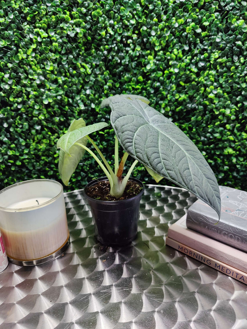 Thumbnail: Alocasia Maharani