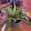 Thumbnail: Dracaena Warneckii Lemon Lime