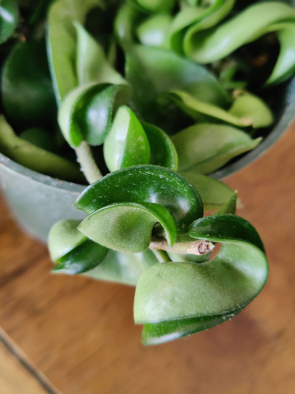 Miniatura: Hoya Compacta Rope