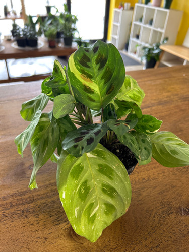 Maranta Green Varigated Beauty Kim