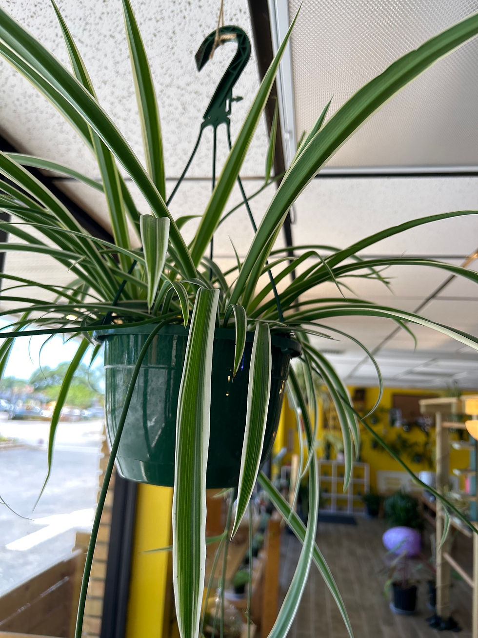 Miniatura: Spider Plant (Reverse Variegated)