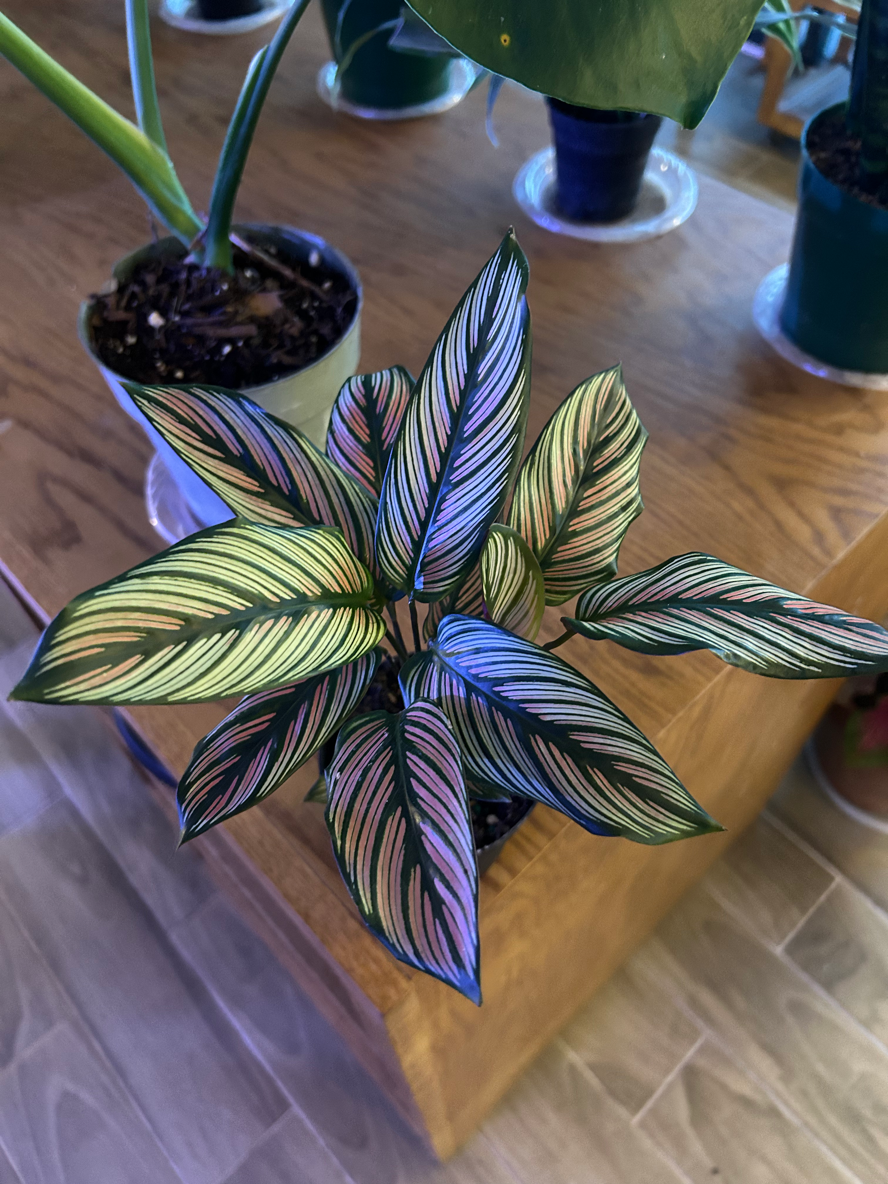 Calathea White Star