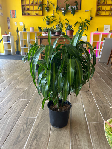 Dracaena Hawaiian Sunshine