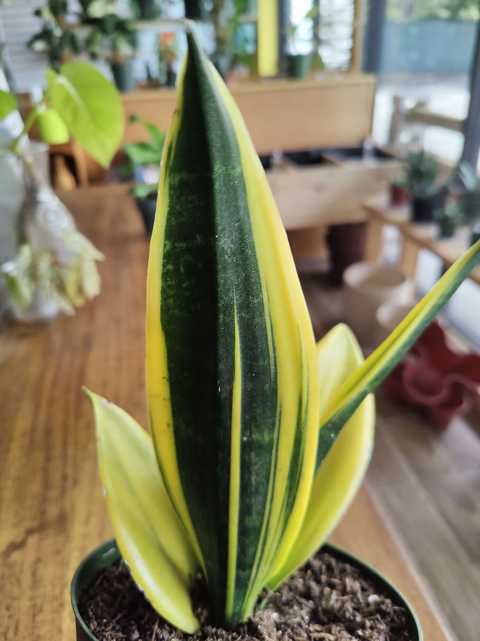 Thumbnail: Sansevieria Golden Flame