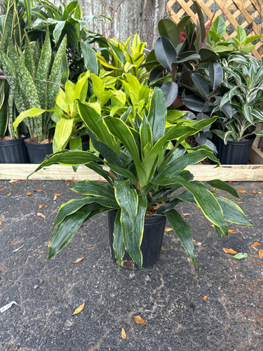 Dracaena Art Carmen