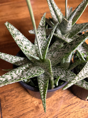 aloe vera advantages for skin Pure Aloe Vera Gel for Hair, Skin, Aloe Vera Gel Enriched with Vitamin E  Natural