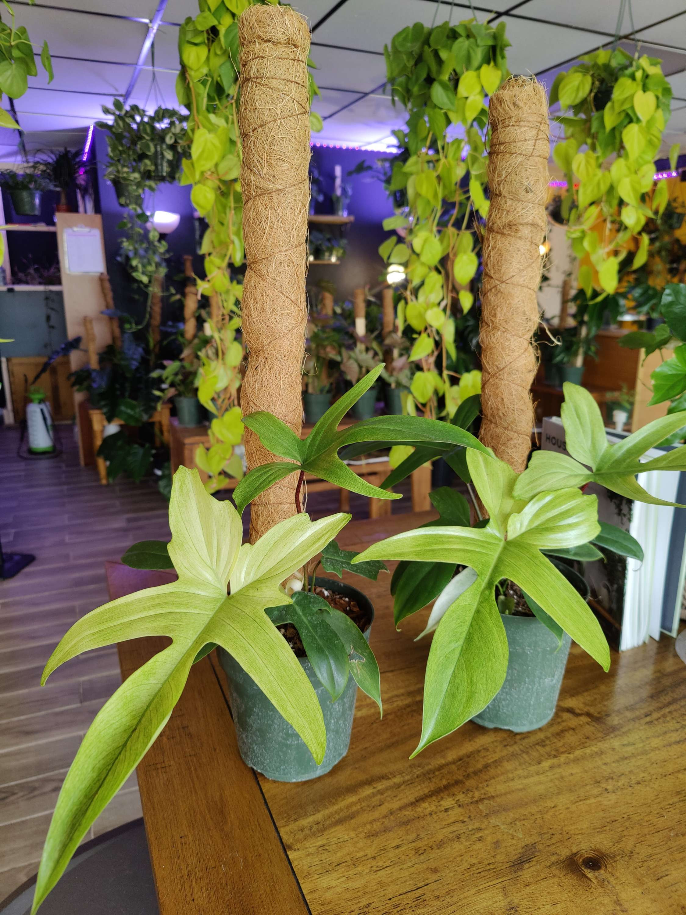 Philodendron Florida Ghost