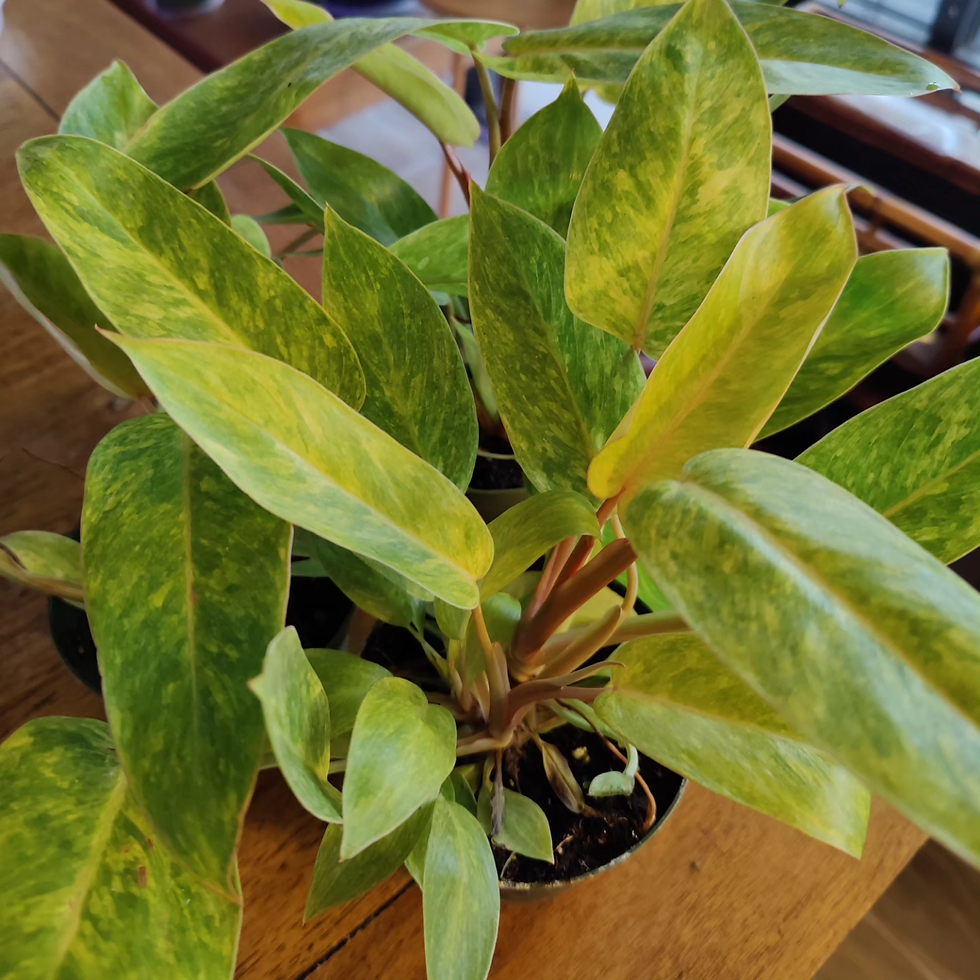 Miniatura: Philodendron Painted Lady