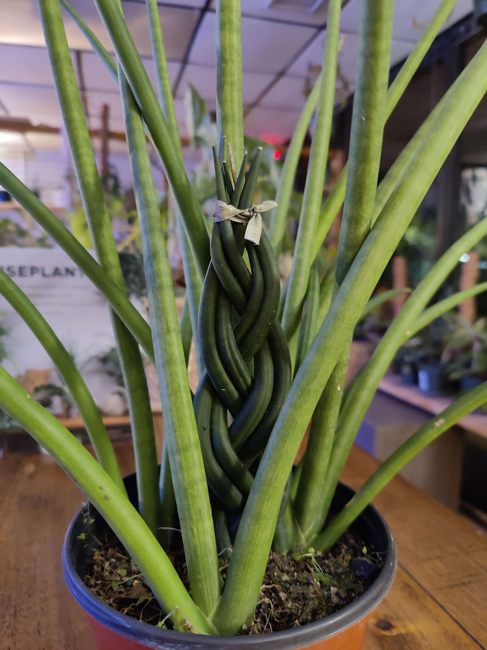 Thumbnail: Sansevieria Cylindrica